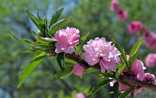 菠菜平台(菠菜客户端)